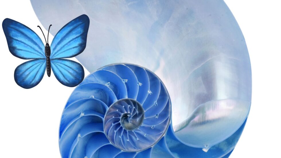 Metamorfose para uma vida melhor!